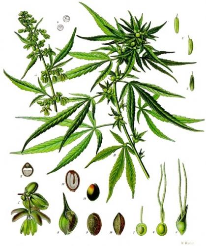 Cannabis-Sativa-LeRiff.ch-cbd-weed-marijuana-05